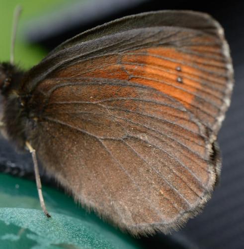 Réf. 126 332 : Erebia euryale