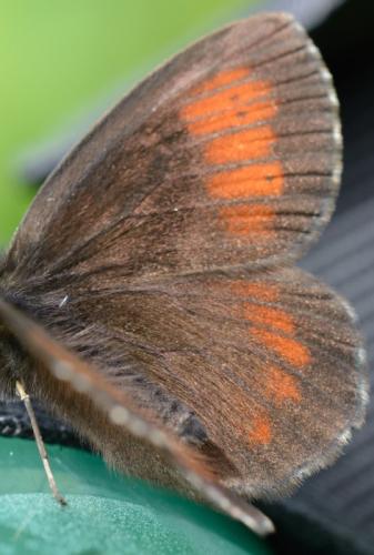 Réf. 126 334 : Erebia euryale