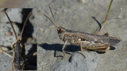 Chorthippus brunneus brunneus