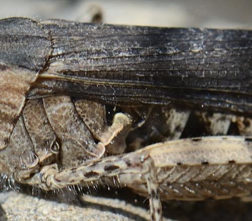 Réf. 126 356 : Chorthippus brunneus brunneus