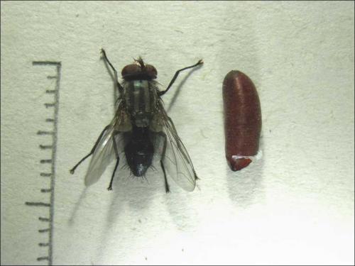 Réf. 126 442 : Amobia sp.