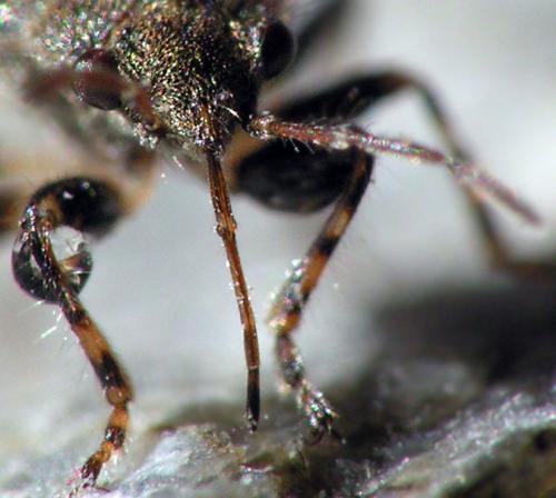Réf. 126 645 : Heterogaster urticae
