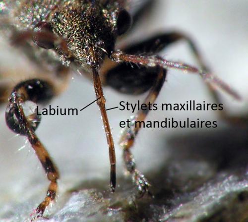 Heterogaster urticae
