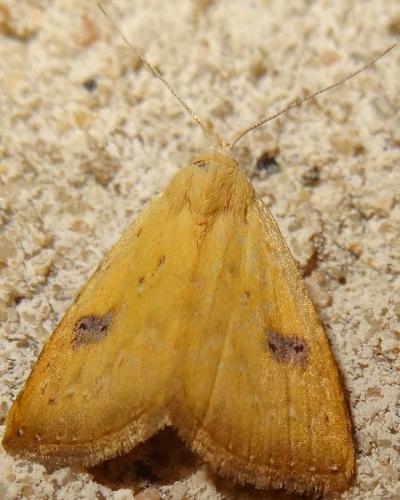 Réf. 126 300 : Rivula sericealis
