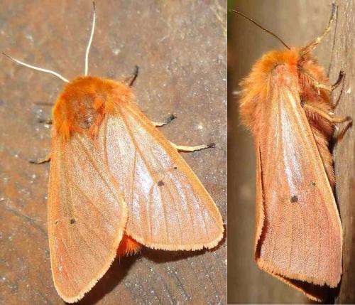 Phragmatobia fuliginosa
