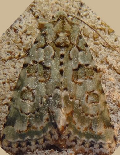 Réf. 126 126 : Nyctobrya muralis