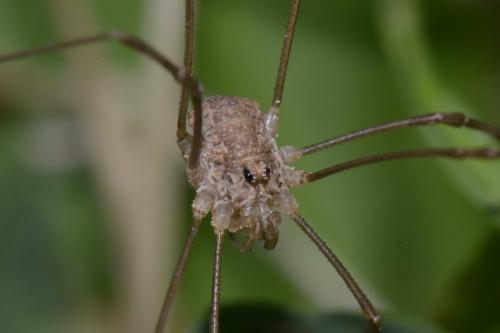 Réf. 126 231 : Rilaena triangularis