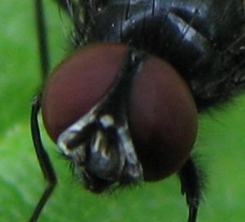 Réf. 126 860 : Hydrotaea similis
