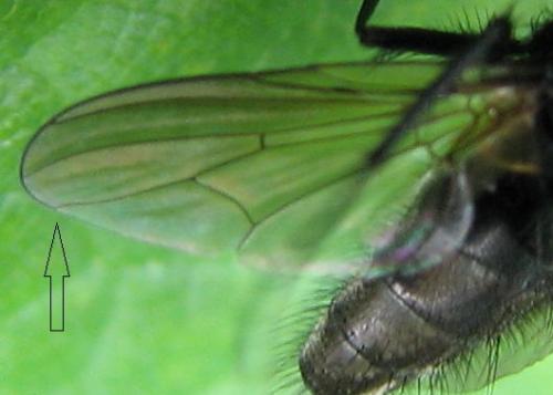 Réf. 126 861 : Hydrotaea similis