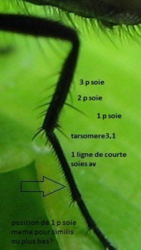 Hydrotaea similis