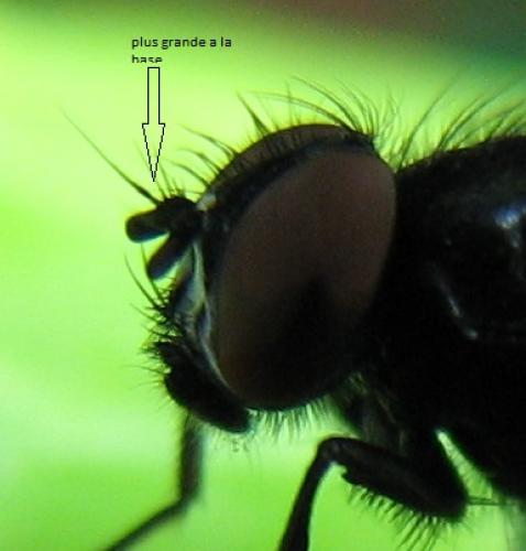 Réf. 126 946 : Hydrotaea similis