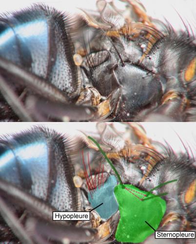 Calliphora vicina