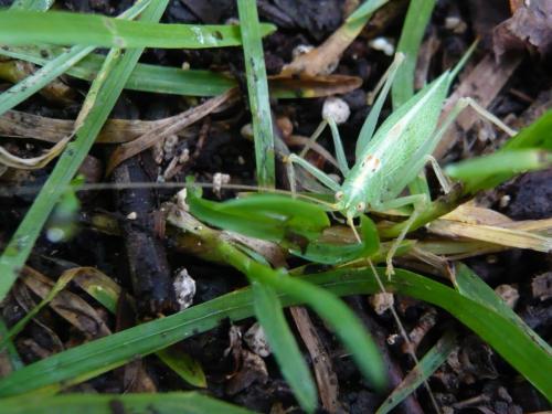 Réf. 126 635 : Meconema thalassinum
