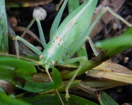 Réf. 126 636 : Meconema thalassinum