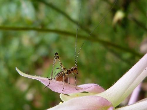 Réf. 126 217 : Phaneroptera sp.