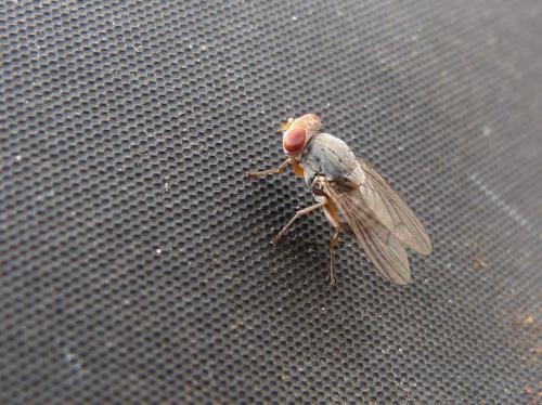 Réf. 126 156 : Prosopomyia pallida