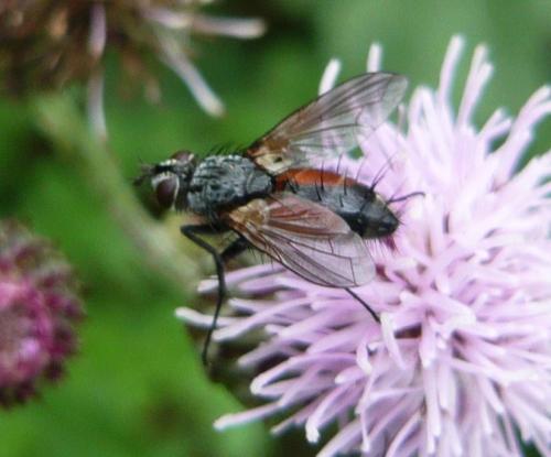 Eriothrix rufomaculata