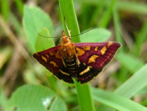Réf. 126 361 : Pyrausta purpuralis