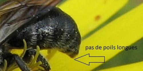 Stelis sp.