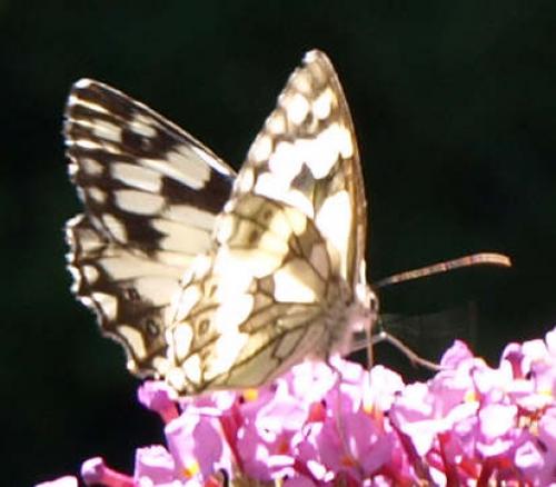 Melanargia galathea