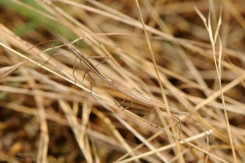 Chorosoma schillingii