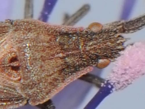 Réf. 126 780 : Spathocera lobata