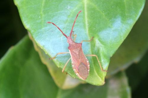 Gonocerus acuteangulatus