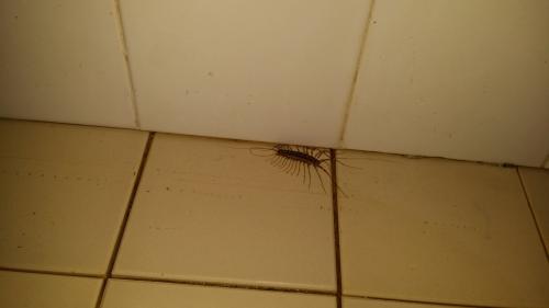 Scutigera coleoptrata