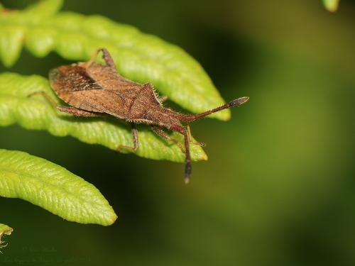 Coriomeris denticulatus