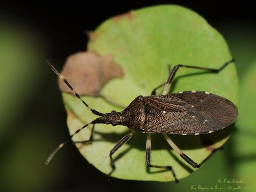 Réf. 126 511 : Dicranocephalus agilis