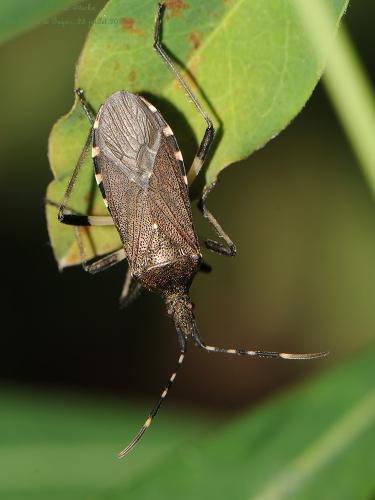 Réf. 126 512 : Dicranocephalus agilis
