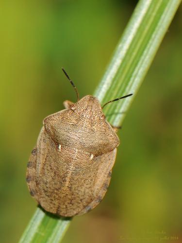 Eurygaster testudinaria