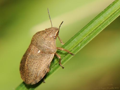 Réf. 126 786 : Eurygaster testudinaria