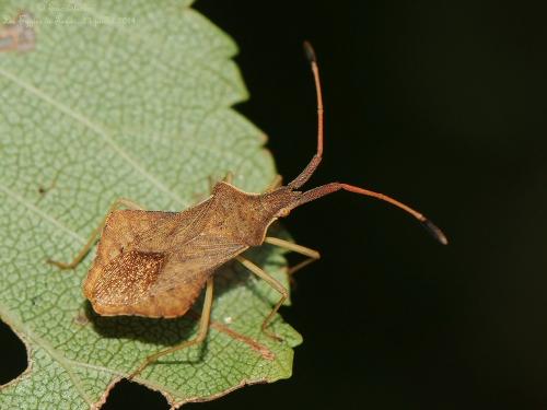 Réf. 126 515 : Syromastus rhombeus
