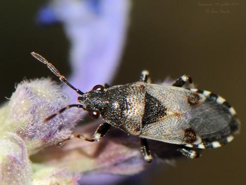 Réf. 126 188 : Heterogaster cathariae