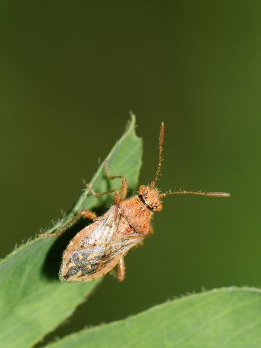 Réf. 126 967 : Rhopalus parumpunctatus