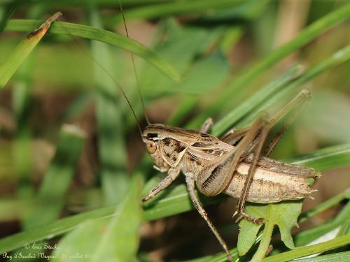 Tessellana tessellata tessellata