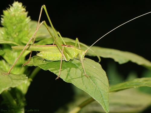 Tylopsis lilifolia