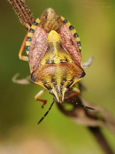 Réf. 126 350 : Carpocoris pudicus