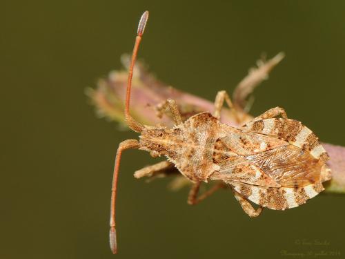 Réf. 126 242 : Centrocoris spiniger
