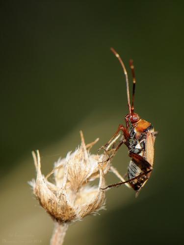 Réf. 126 658 : Adelphocoris vandalicus
