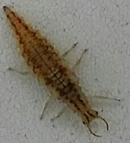 Chrysoperla sp.