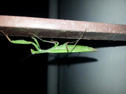 Mantis religiosa