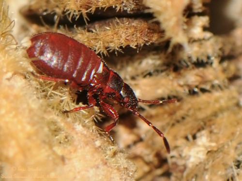 Réf. 126 348 : Oxycarenus lavaterae
