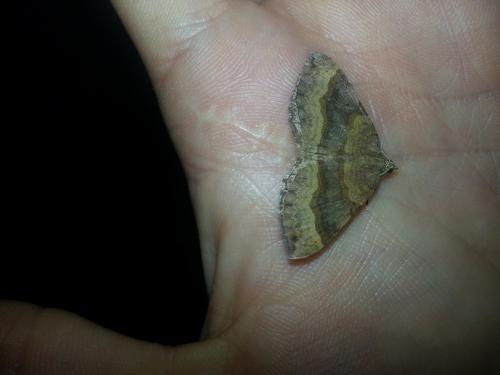 Réf. 126 425 : Scotopteryx chenopodiata