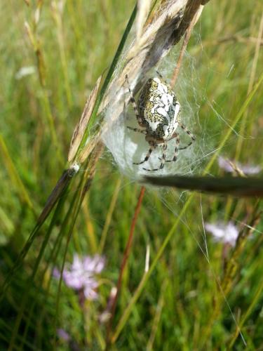 Aculepeira ceropegia