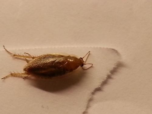 Ectobius sp.