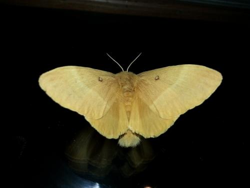 Lasiocampa quercus