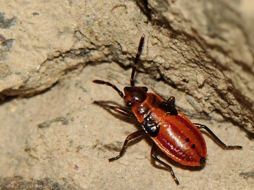 Melanocoryphus albomaculatus