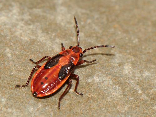 Melanocoryphus albomaculatus